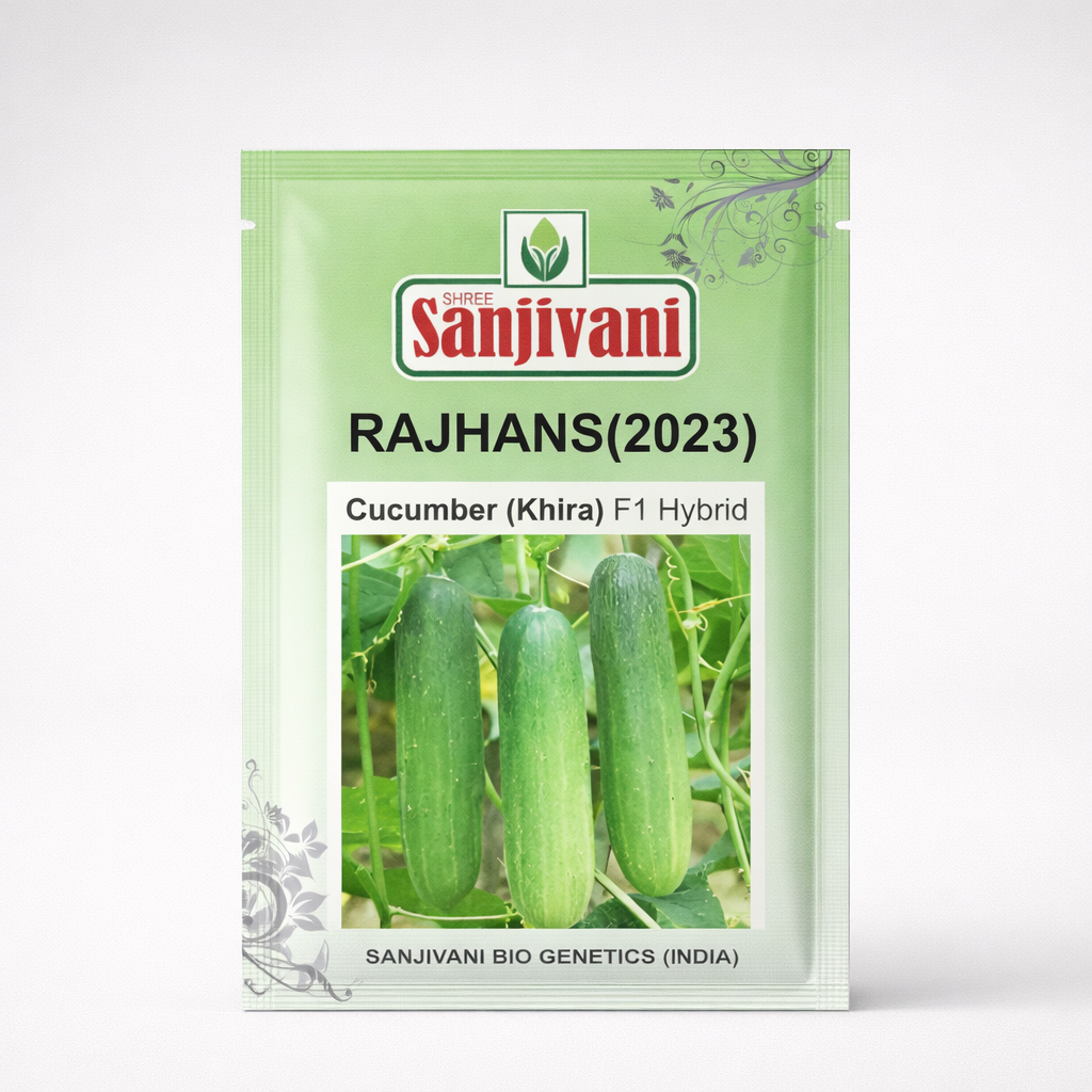 Rajhans (2023) Hybrid Cucumber (Kheera) Seeds – 10 gm Pack